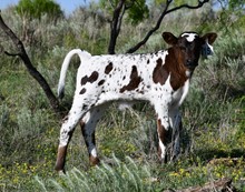 Spokesman X CO Larado's Rose bull