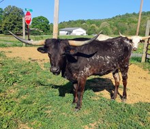 EL APPALOOSA ANNIE