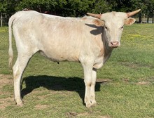 Mellow 22 Heifer 