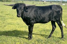 PCC Dark Pearl