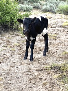 Unnamed bull calf