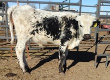 Annie bull calf