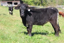 19-20 Steer