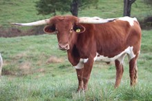 19-38 Steer