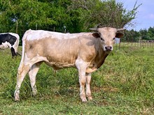 ARGENTUM X M ARROW ACHY BREAKY BULL 2022