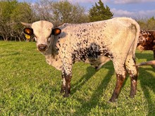 HAPPY 9 X BETTER DAY BULL 2022