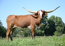 ECR SUMMER'S EMBER