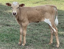 Opal 22 Heifer