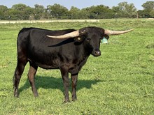 TLS Black Holly