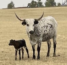 Mr. Happy x Jest As Fast 2020 heifer