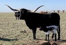 Shamrock Little Blackie 1010