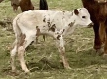 Committed x Clover Dust 2023 heifer