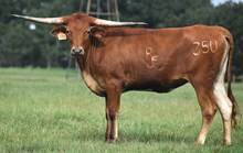 JH RURAL SAFARI SON X HL BRICKHOUSE (H) TAG 350