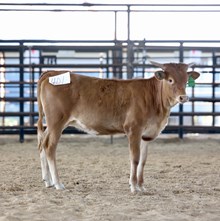 WSR SWEET POTATO PIE 