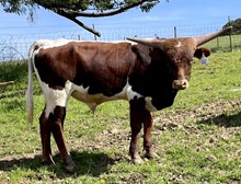 A&S Top Bull