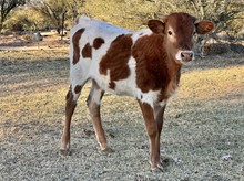 JL Heifer Calf 308