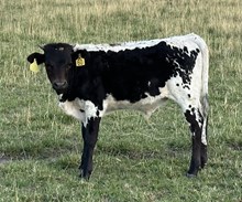 Super Nova 25 bull