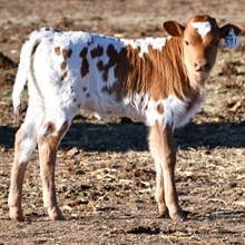 spokesman x Felicia Heifer