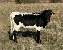 Elevated Standards 25 hef