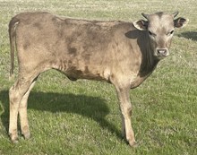 Penelope 22 Heifer 