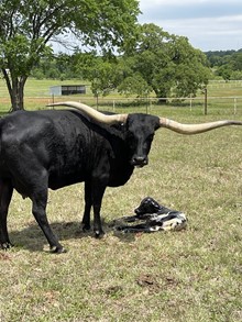 Wildfire x Black Betty heifer calf