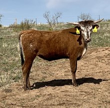 RO Iron Flair