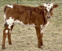 Lox 22 Heifer 