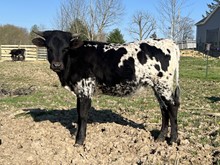 Bourbon's Lacey Lady