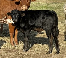 Rain on Me 24 bull