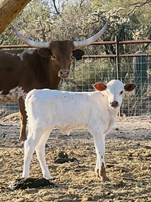 Heifer calf 202