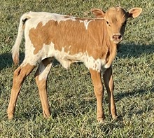 Golden Day 22 Heifer 