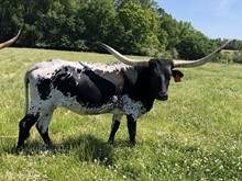 KCCI TOOTSIE ROLL