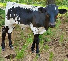 Rosabelle's 2023 Bull Calf
