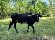 LF Midnight's Booty Call
