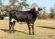 Black Silk Stockings LP