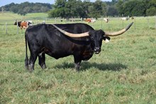 Brazos Black Mave 861
