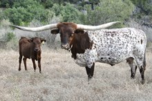 TOP SADDLES CHAMPAGNE FL