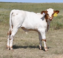 CO Edges Resolve X Spokesman bull