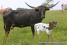 CONDOLEEZZA