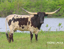 Pacific Pearl Shamrock 