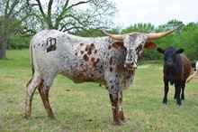 PD Pecan Pie