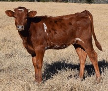 Playtime 21 Heifer