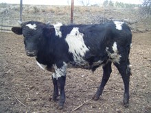 Bull Calf # 10