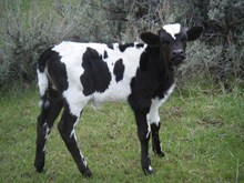 Heifer Calf #1