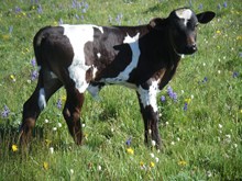 Bull Calf #7