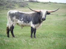Saddlehorn x Smitten Bull