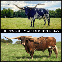 DELTA LUCKY ACE X BETTER DAY HEIFER #2