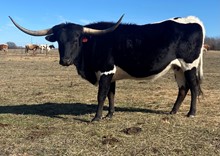 LF Dixie's Heartland