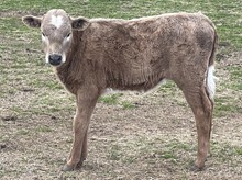 Sand 22 Heifer 