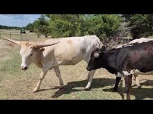 Wild Flower Cowgirl CPL